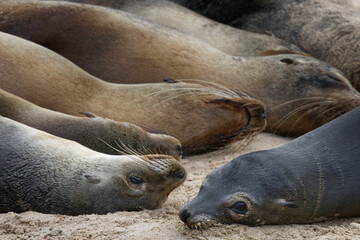 Galapagos sea lions resting in group, San Cristobal Island, Galapagos Islands, Ecuador.