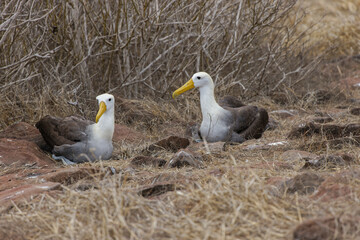 Waved albatross, Phoebastria irrorata, in courtship display, Espanola Island, Galapagos Islands, Ecuador.