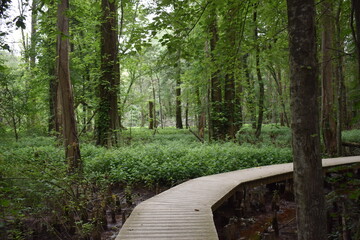 path in the forest