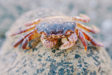 crab on the beach