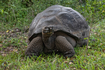 Galapagos giant tortoise. Genovesa Island, Galapagos Islands, Ecuador.