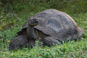 Naklejka na ściany i meble Galapagos giant tortoise. Genovesa Island, Galapagos Islands, Ecuador.