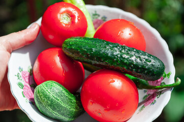 Fresh vegetables in plate for salad . Homegrown tomato and cucumber