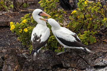 Nazca booby in courtship display. Genovesa Island, Galapagos Islands, Ecuador.