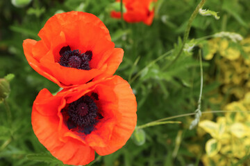 Fototapeta premium Beautiful red poppy flowers in garden, closeup. Space for text