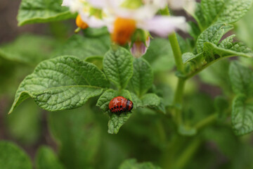 Obraz premium Larva of colorado beetle on potato plant outdoors, closeup