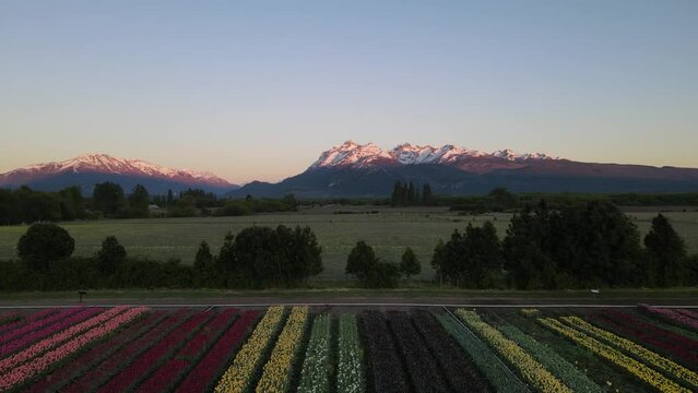 Tulipanes Patagonia, Trevelin Chubut Argentina