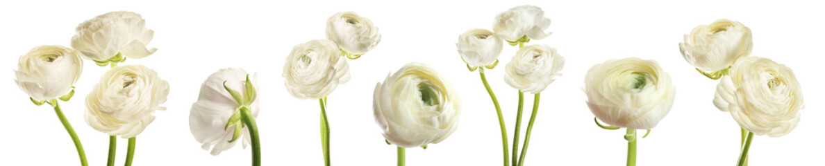 Set with beautiful spring ranunculus flowers on white background. Banner design