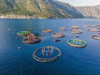 Oyster farm in the Mediterranean. Montenegro, Kotor