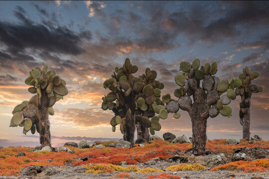 Carpet weed along with Opuntia prickly pear cactus at sunset, South Plaza Island, Galapagos Islands, Ecuador.