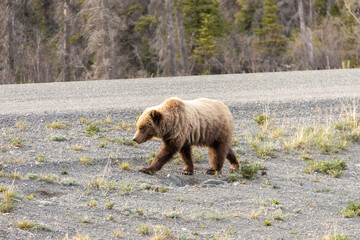 brown bear near road