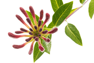 Flowers of honeysuckle, lat. Lonicera periclymenum Serotina, isolated on white background