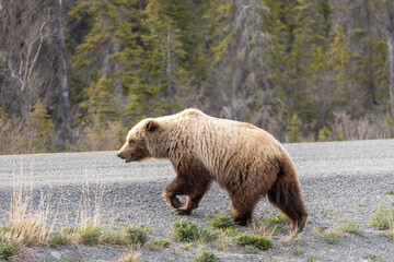 brown bear about to cross the road