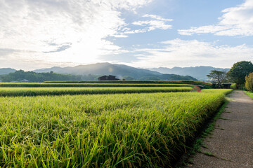 早朝の田舎の風景