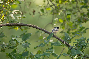 Side view of a Black capped chickadee, Poecile atricapillus, perching on a tree branch with green leaf background on a summer morning in Iowa