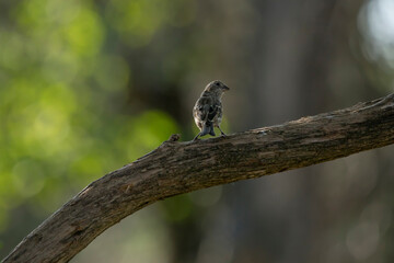 Back view of female house sparrow perching on a branch with head turned. The bird is isolated on a bokeh background with copy space for text. Photo was taken in Iowa on a late summer morning. 