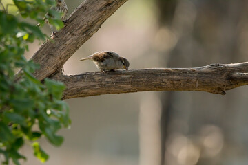 Close up bird photography of a female house sparrow on a branch looking down  isolated on blurred background. Photo was taken on a summer morning in Iowa. 