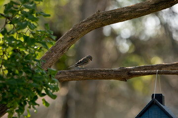 Female house sparrow perched on a lilac tree branch with bokeh background on a summer morning in Iowa. 