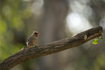 Juvenile male northern cardinal, Cardinalis cardinalis, with unusual coloring is perched on a large tree branch with bokeh background and copy space for text. 