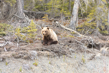 brown bear in the forest