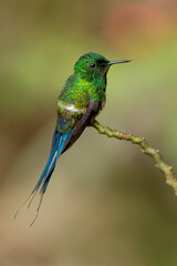 Green Thorntail hummingbird perched on plant, Costa Rica