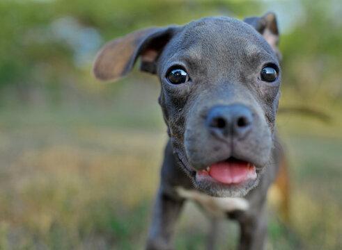 A Close Up Dog Portrait In Park