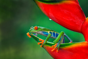 Red-eyed Treefrog, Costa Rica