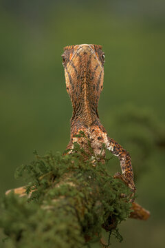 Helmeted Basilisk Lizard, Costa Rica