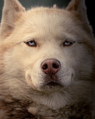 Portrait of an Alaskan husky dog