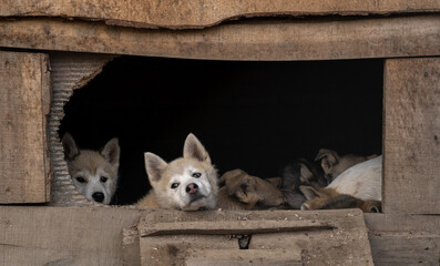 Husky Puppies in a doghouse