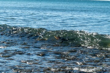 北海道知床の海岸に近寄る鮭の群れ