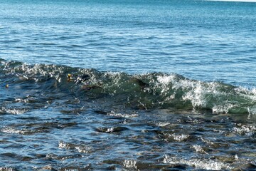 北海道知床の海岸に近寄る鮭の群れ