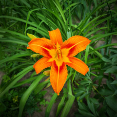 Beautiful blooming orange lily with closed buds on a background of green grass