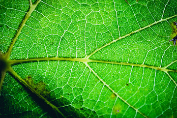 close up of the green leaf of the vine and its veins