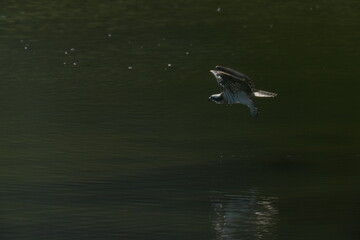 osprey in a pond