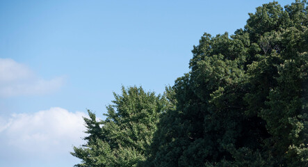 空 雲 木 cloud, sunny, tree