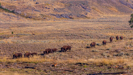 Fototapeta na wymiar Bison walk / wildlife / Yellowstone National Park