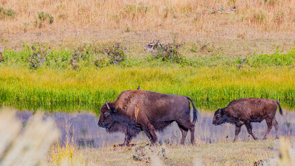 Bison parent and child / wildlife / Yellowstone National Park