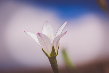 Fototapeta premium pink magnolia flower