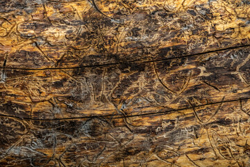 Texture of Insect Trails In Fallen Log