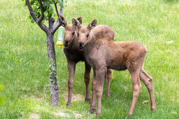 Alaska Moose Calves