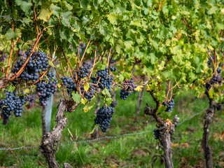 Reife Trauben am Weinstock
