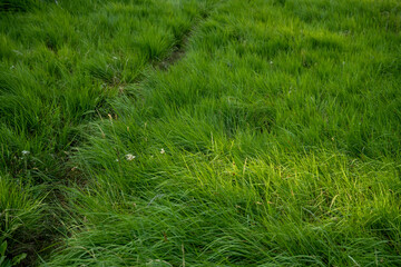 Trail Cuts Through Fluffy Grass