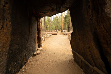 Tunnel Cut Out of Sequoia Tree Trunk