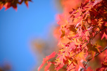 真っ赤なモミジと青空	