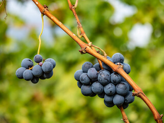 Reife Trauben am Weinstock