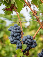 Reife Trauben am Weinstock