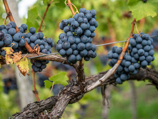 Reife Trauben am Weinstock