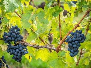 Reife Trauben am Weinstock