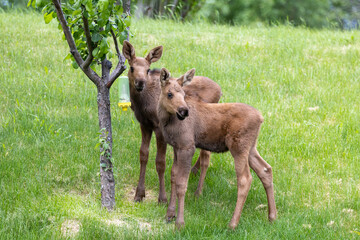Cute Moose Calves